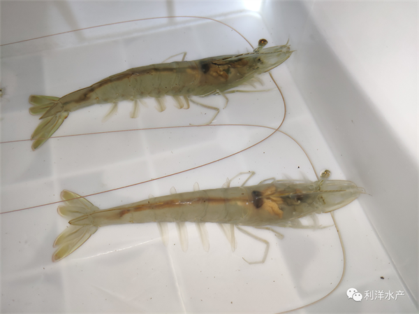 1695020763195774.png 13.png