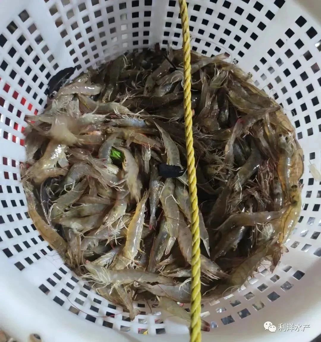 1695020898207573.jpg 20.jpg