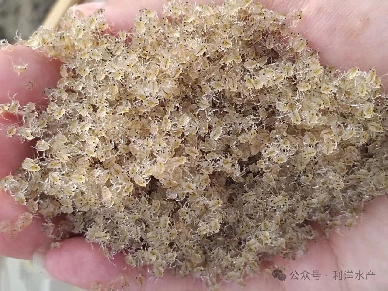 1766739905107005.jpg 25.jpg