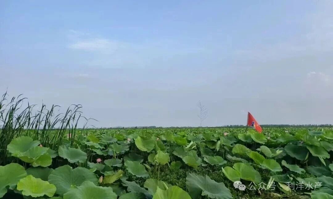 1768438920551434.jpg 34.jpg